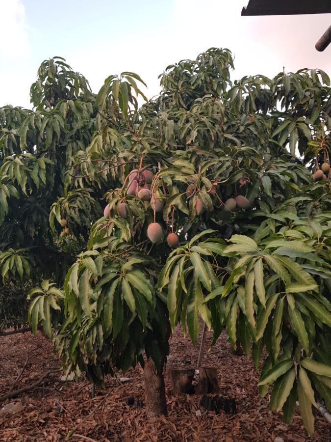 On An Organic Farm By The Coast,